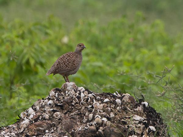 <h3><a href="/trips/srilanka/biota/animalia/chordata/aves/006 galliformes/005 phasianidae/excalfactoria chinensis/excalfactoria chinensis-nl.html">Excalfactoria&nbsp;chinensis</a> / King&nbsp;quail / Chinese&nbsp;dwergkwartel</h3>NIKON D500 met AF-S Nikkor 80-400mm f/4.5-5.6G ED VR, 1/1000 sec  bij F7.1, ISO 400, afstand 35.4&nbsp;m